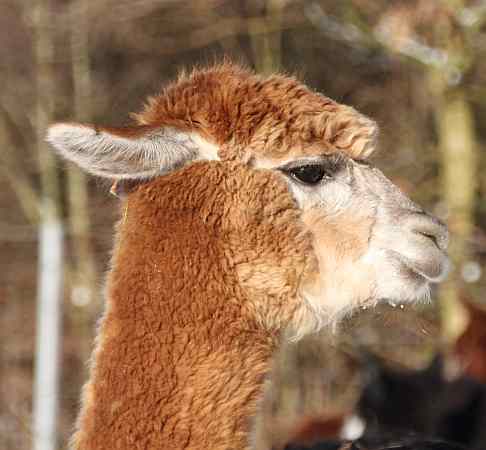alpaca-female-for-sale